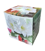Amaryllis Picotee mit Topf+Erde