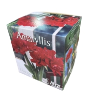 Amaryllis Red Peacock mit Topf+Erde