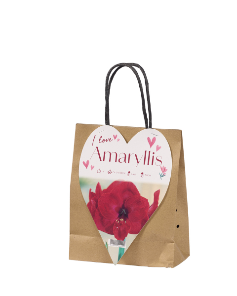 I Love Amaryllis rot