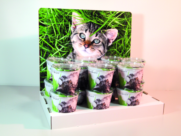 Katzengras im Pappbecher