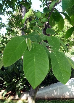 Tropischer Zuckerapfel MHD 06/26