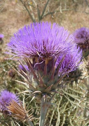 Artischocke Spanische MHD 04/26