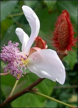 Lippenstift-Strauch MHD 09/26