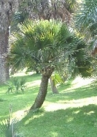 Sabalpalme MHD 07/25 + 09/25