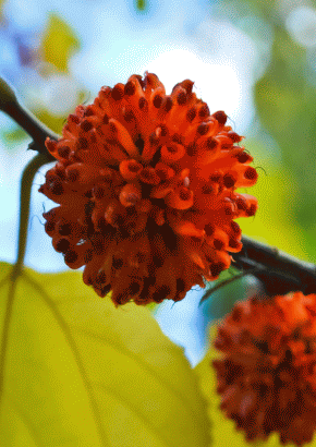 Papiermaulbeerbaum MHD 12/25