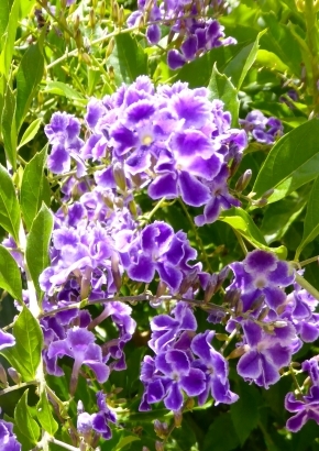 Taubenbeere Skyflower MHD 01/26