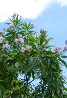 Baumoleander MHD 02/26