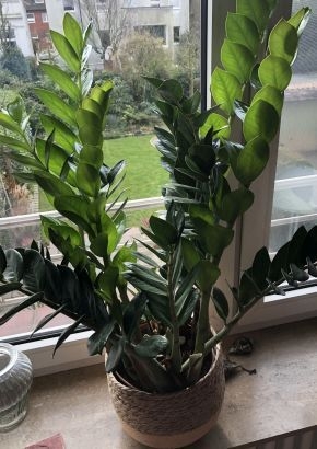 fensterblatt licht Monstera Variegata
