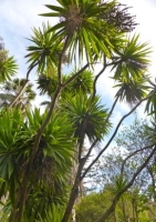 Cordyline - Keulenlilie