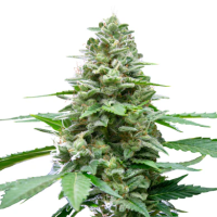 Hanfsamen Easy Bud Auto (Zitrone, angenehm leicht, wie...