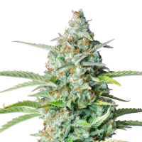 Hanfsamen Northern Lights Auto (beruhigend, entspannend,...