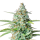 Hanfsamen Northern Lights Auto (beruhigend, entspannend, für Anfänger)
