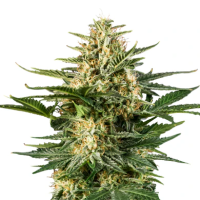 Hanfsamen Green Gelato Auto (Sativa, belebend,...