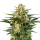 Hanfsamen Green Gelato Auto (Sativa, belebend, fröhlich)