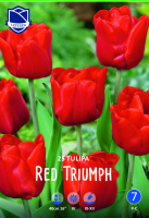 Tulpe Red Triumph 40cm 25 Stk.