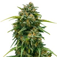 Hanfsamen Super Skunk Auto (Allrounder für...