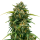 Hanfsamen Super Skunk Auto (Allrounder für Anfänger, mediz. Sorte)