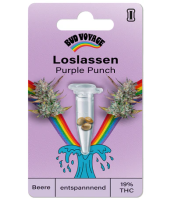 Hanfsamen Purple Punch Auto (körperlich,...