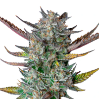 Hanfsamen Purple Punch Auto (körperlich,...