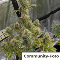 Hanfsamen Purple Punch Auto (körperlich, entspannend, fruchtig)