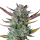 Hanfsamen Purple Punch Auto (körperlich, entspannend, fruchtig)