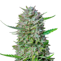 HanfsamenTropical Orange Auto (Aufmunternd, motivierend)
