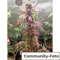 HanfsamenTropical Orange Auto (Aufmunternd, motivierend)