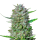 HanfsamenTropical Orange Auto (Aufmunternd, motivierend)