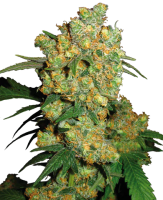Hanfsamen  Big Bud Fem (beruhigend, ausgeglichen)