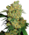 Hanfsamen  Big Bud Fem (beruhigend, ausgeglichen)