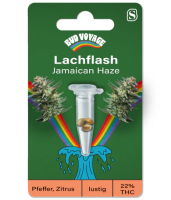 Hanfsamen Jamaican Haze Fem (Sativa, Entspannend, Lustig)