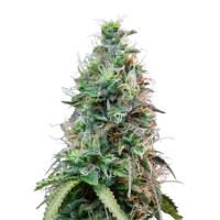 Hanfsamen Jamaican Haze Fem (Sativa, Entspannend, Lustig)