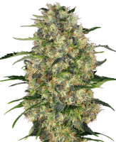 Hanfsamen Black Domina Fem (tief entspannend, erholsamer...