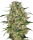 Hanfsamen Black Domina Fem (tief entspannend, erholsamer Schlaf)