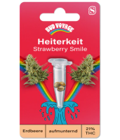 Hanfsamen Strawberry Smile Auto (Erheiternd, klar, kreativ)