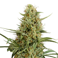 Hanfsamen Strawberry Smile Auto (Erheiternd, klar, kreativ)