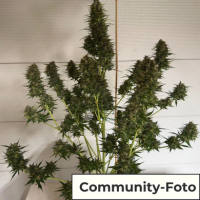 Hanfsamen Strawberry Smile Auto (Erheiternd, klar, kreativ)
