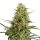 Hanfsamen Strawberry Smile Auto (Erheiternd, klar, kreativ)