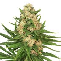 Hanfsamen Big Banana Fam (Anti-Stress, entspannend,...