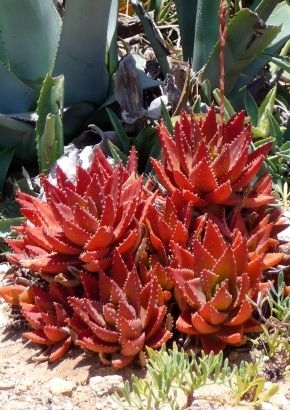 Goldzahn-Aloe (Aloe nobilis)