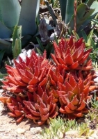 Goldzahn-Aloe (Aloe nobilis)