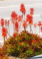 Goldzahn-Aloe (Aloe nobilis)