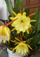 Orchideenkaktus (Epiphyllum oxypetalum)