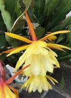 Orchideenkaktus (Epiphyllum oxypetalum)