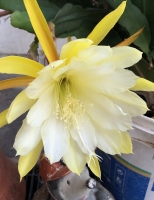 Orchideenkaktus (Epiphyllum oxypetalum)