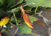 Orchideenkaktus (Epiphyllum oxypetalum)