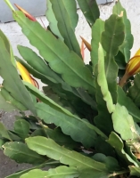 Orchideenkaktus (Epiphyllum oxypetalum)