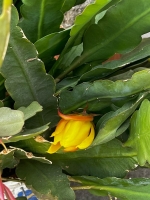 Orchideenkaktus (Epiphyllum oxypetalum)