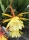 Orchideenkaktus (Epiphyllum oxypetalum)