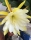 Orchideenkaktus (Epiphyllum oxypetalum)